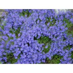 Veronica prostrata - rozrazil rozprostření