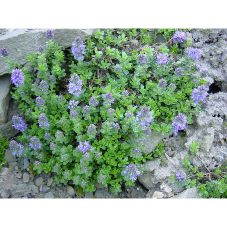 Veronica satureoides - rozrazil