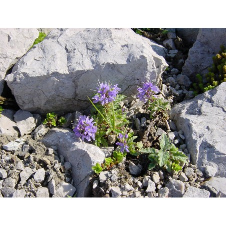 Veronica schmidtiana - rozrazil