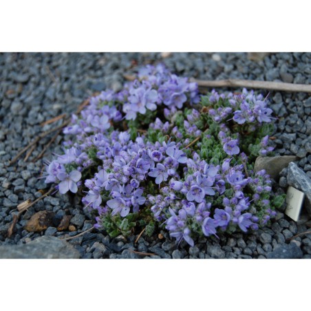 Veronica caespitosa - rozrazil