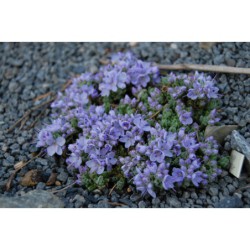 Veronica caespitosa - rozrazil