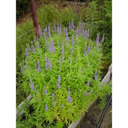 Veronica longifolia - rozrazil dlouholistý