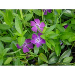 Vinca minor Rubra - brčál barvínek