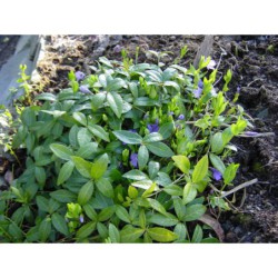 Vinca minor - brčál barvínek