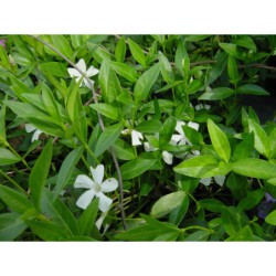 Vinca minor Alba - brčál barvínek