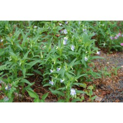 Viola elatior - violka vyvýšená