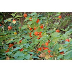 Physalis alkekengi - mochyně židovská třešeň