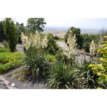 Yucca filamentosa - juka