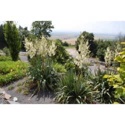 Yucca filamentosa - juka