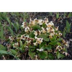 Viola odorata - violka vonná