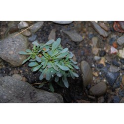 Petrophytum caespitosum