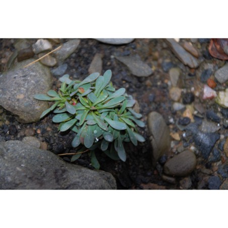 Petrophytum caespitosum