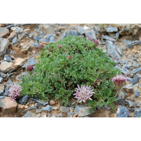 Pterocephalus hookeri - perohlávek