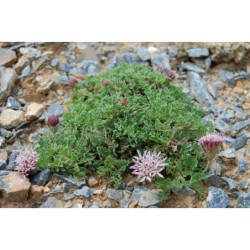 Pterocephalus hookeri - perohlávek