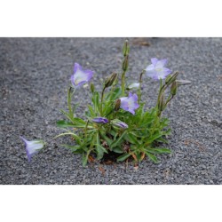 Campanula tridentata - zvonek